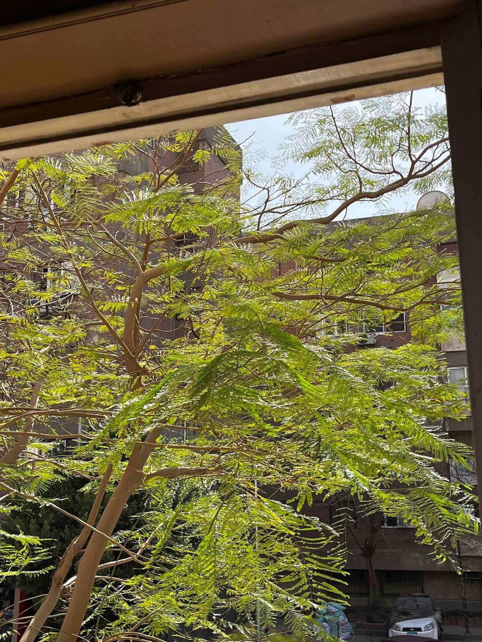 Maadi #232